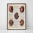 Charger l'image dans la galerie, Geometric kidney anatomy poster
