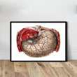 Charger l'image dans la galerie, Geometric stomach anatomy art print by codex anatomicus
