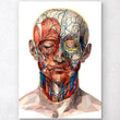 Charger l'image dans la galerie, Face muscles anatomy
