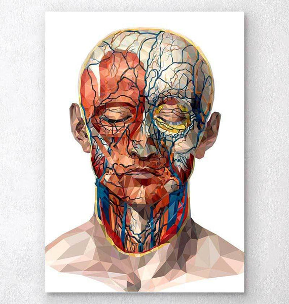 Geometrical face anatomy poster – Codex Anatomicus