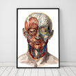 Charger l'image dans la galerie, Geometrical face anatomy poster
