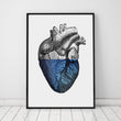Charger l'image dans la galerie, Heart anatomy poster
