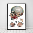 Load image into Gallery viewer, Geometric head and nose anatomy art
