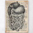Charger l'image dans la galerie, Digestive system dictionary art
