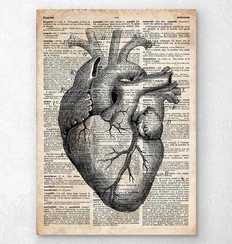 Heart anatomy art II - Old dictionary page – Codex Anatomicus
