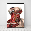 Charger l'image dans la galerie, Geometric neck anatomy art medical poster
