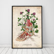 Charger l'image dans la galerie, Floral anatomy art poster
