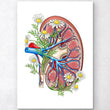 Charger l'image dans la galerie, Kidney anatomy
