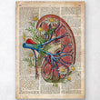 Charger l'image dans la galerie, Kidney anatomy poster
