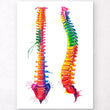 Charger l'image dans la galerie, Spine anatomy art
