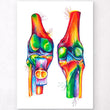 Charger l'image dans la galerie, Knee anatomy
