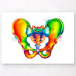 Charger l'image dans la galerie, Pelvis anatomy poster
