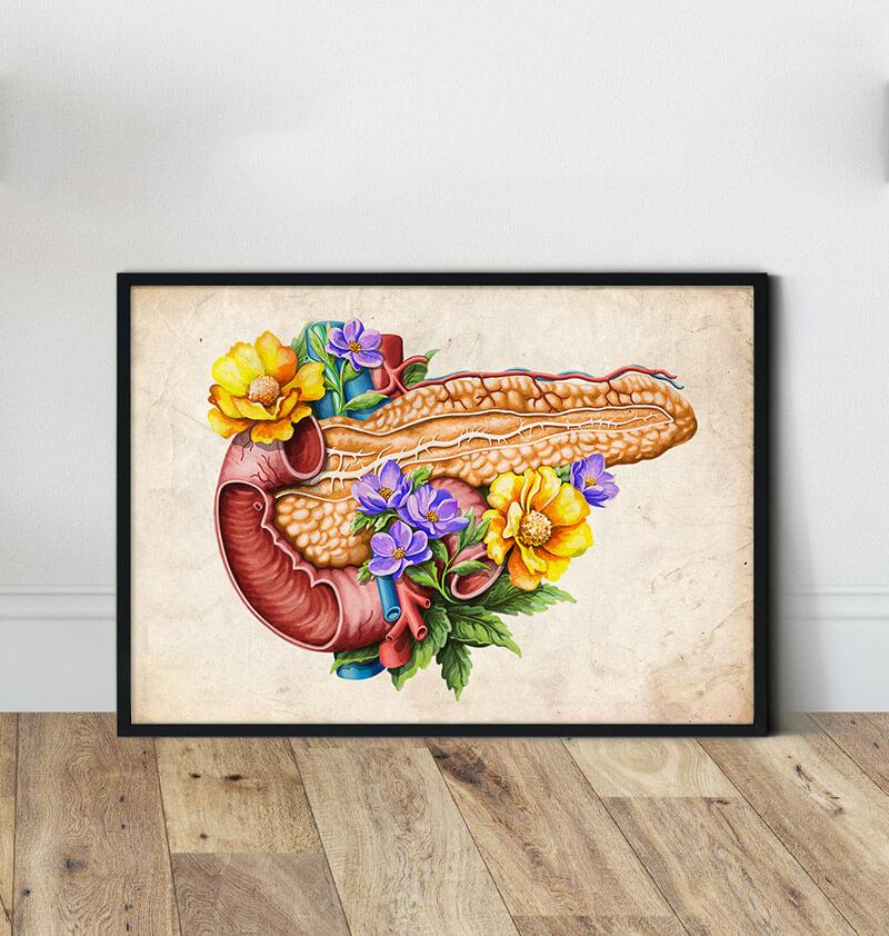 Pankreas Anatomie - Anatomie Kunst