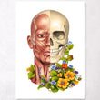 Load image into Gallery viewer, Facial muscles anatomy art
