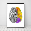 Charger l'image dans la galerie, Brain anatomy poster
