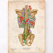Load image into Gallery viewer, Backbone anatomy poster
