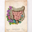 Load image into Gallery viewer, Intestines anatomy poster
