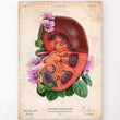 Laden Sie das Bild in den Galerie-Viewer, Kidney anatomy poster
