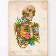 Load image into Gallery viewer, Vintage anatomy poster - Skeleton
