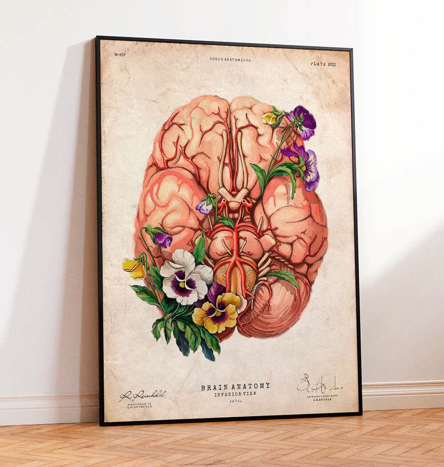 Floral brain anatomy art print - Medical Gift - Codex Anatomicus