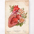 Load image into Gallery viewer, Vintage heart anatomy poster
