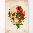 Laden Sie das Bild in den Galerie-Viewer, Skull anatomy poster
