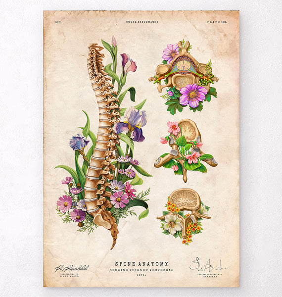 ANATOMIA BAROCCA アート・デザイン Floral spine anatomy art print – Codex Anatomicus