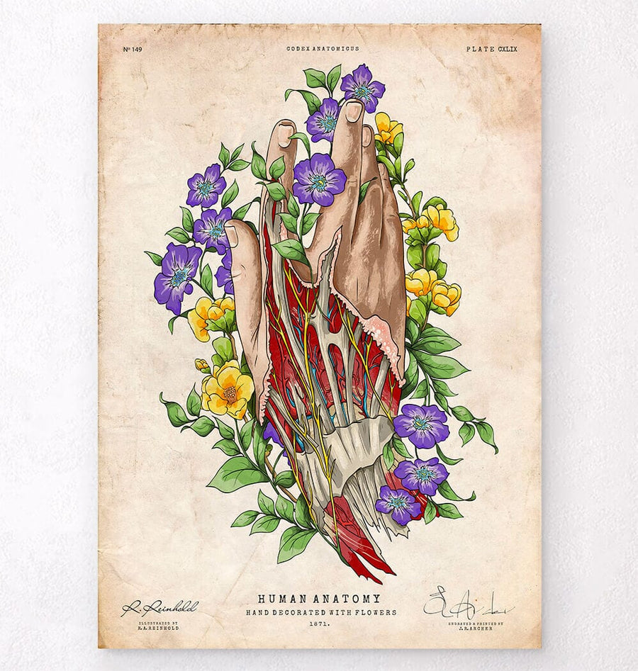 Hand anatomy art - Vintage Poster - Codex Anatomicus