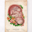 Charger l'image dans la galerie, Fetus in a womb anatomy
