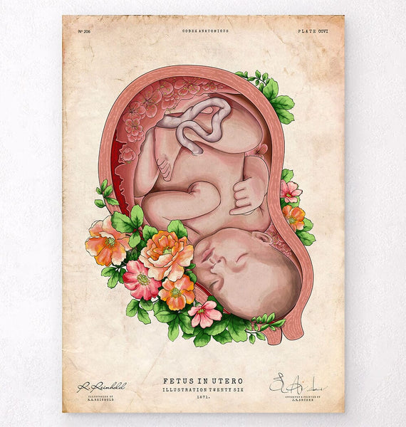 絵画 the memory in the womb Fetus in a womb anatomy art print – Codex Anatomicus