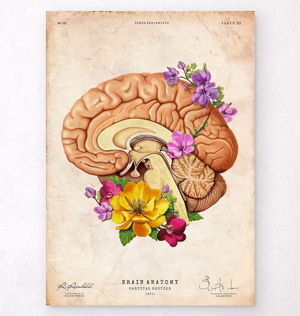 Floral brain anatomy art print - Codex Anatomicus