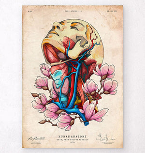 Head, neck and arteries - Floral anatomy art - Codex Anatomicus