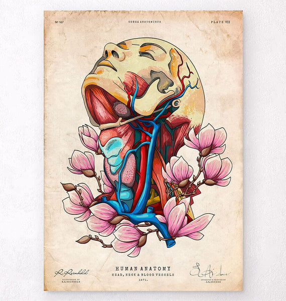 ANATOMIA BAROCCA アート・デザイン Head, neck and arteries - Floral anatomy art - Codex Anatomicus