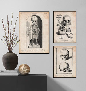 Baby skeleton poster - Codex Anatomicus