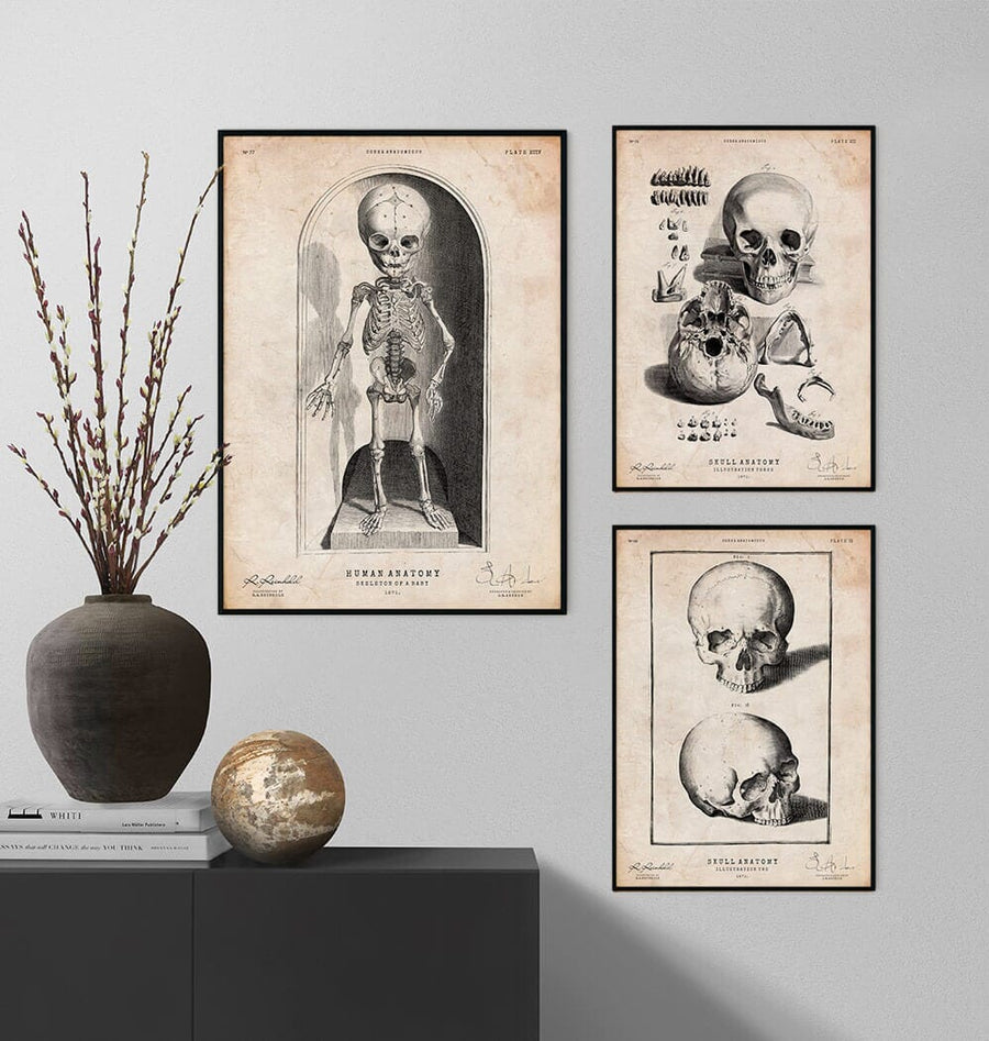 Baby skeleton poster - Codex Anatomicus