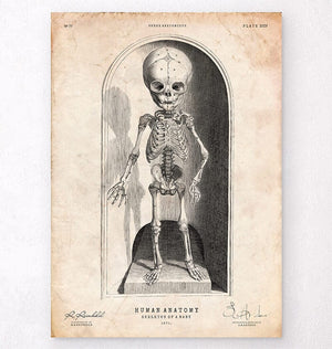 Baby skeleton poster - Codex Anatomicus
