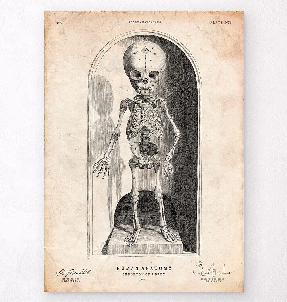 Art Studio「SHOT!」Skeleton Baby Baby skeleton poster - Codex Anatomicus