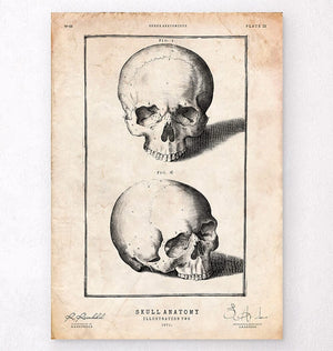 Skull on book アクリル原画 Human skull print VIII - Codex Anatomicus