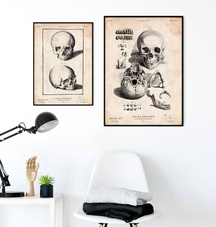 Human skull print IX - Codex Anatomicus