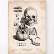 Charger l'image dans la galerie, Anatomical skull poster
