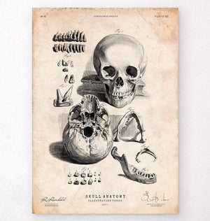 Skull on book アクリル原画 Human skull print IX - Codex Anatomicus