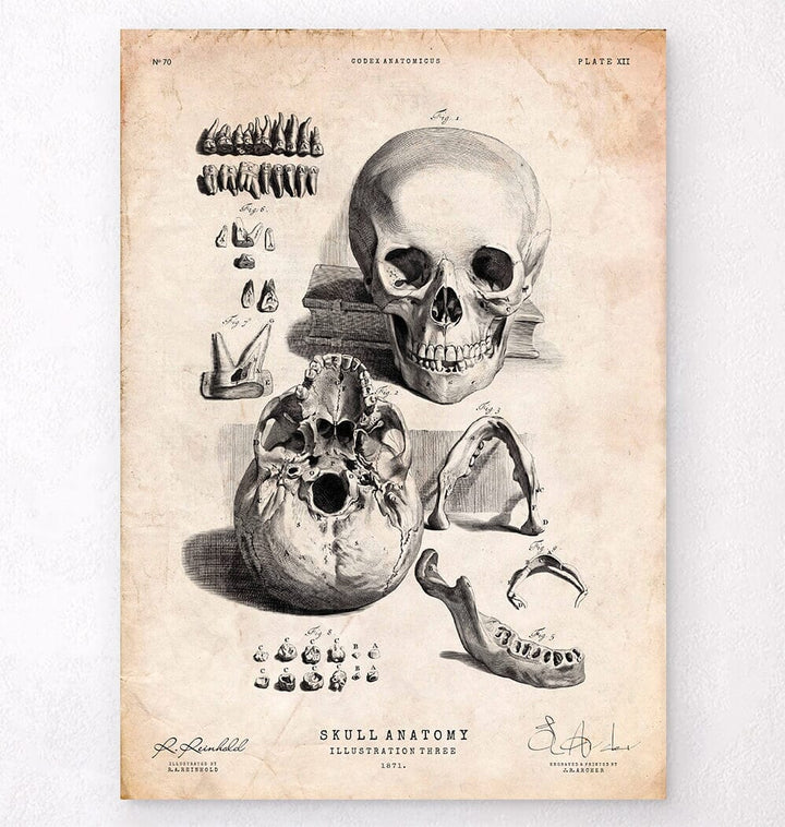 Antique medical book - Anatomy Art - Codex Anatomicus – Tagged