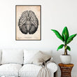 Charger l'image dans la galerie, Anatomical brain poster
