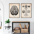Charger l'image dans la galerie, Brain anatomy poster
