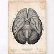 Charger l'image dans la galerie, Brain anatomy art
