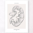 Load image into Gallery viewer, Kidney anatomy art
