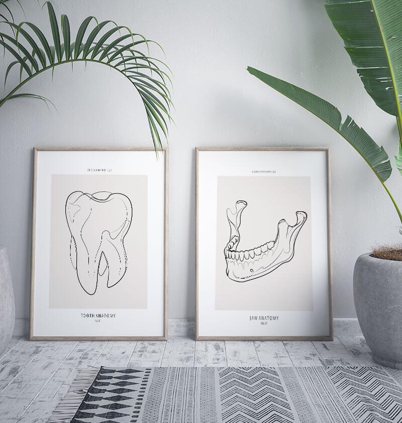 Tooth Anatomy II - Line Art Poster - Codex Anatomicus