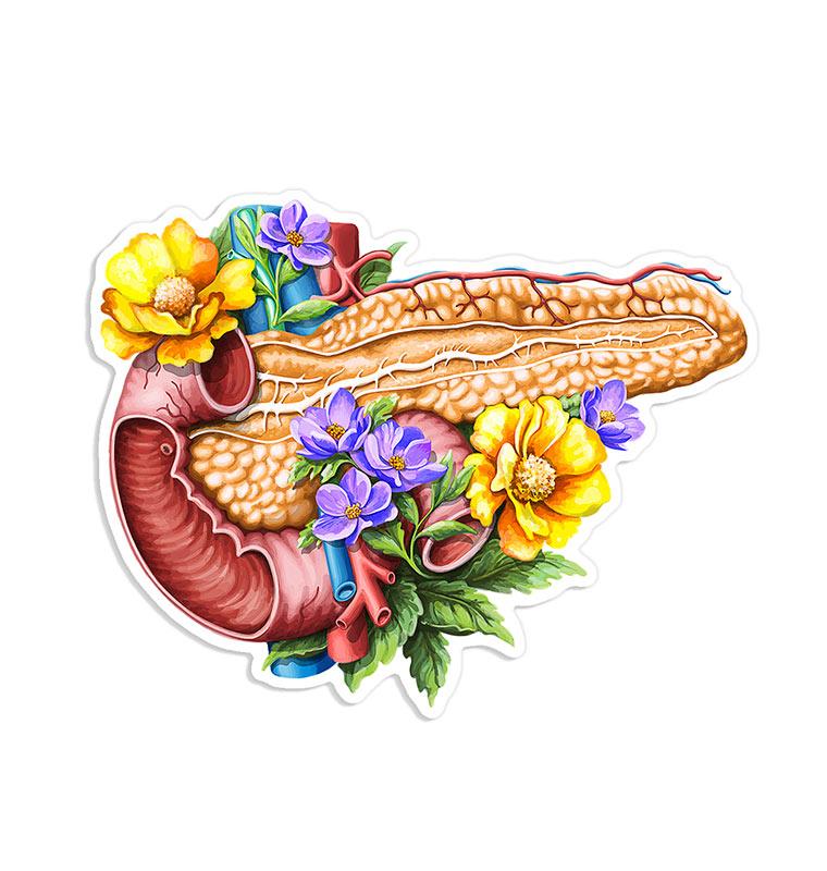 Pankreas Anatomie Aufkleber