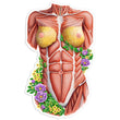 Laden Sie das Bild in den Galerie-Viewer, Female torso anatomy sticker
