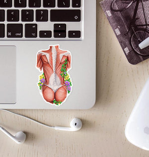 Back muscles anatomy sticker - Nurse Gift - Codex Anatomicus